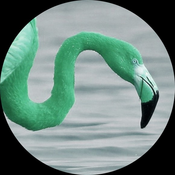 greenflamingo04
